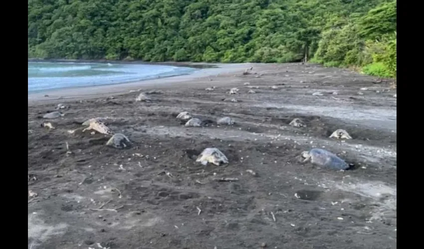 Ambientalistas, autoridades y moradores se dedican a procurar la seguridad de las tortugas y sus nidos. Foto: Cortesía. 