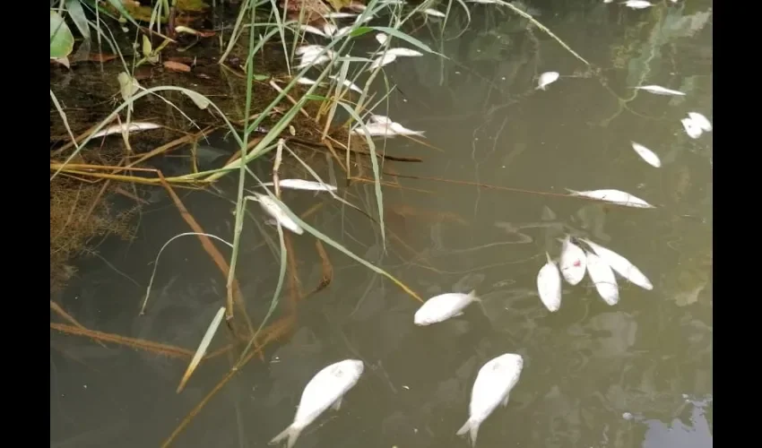 Foto ilustrativa de los peces. 