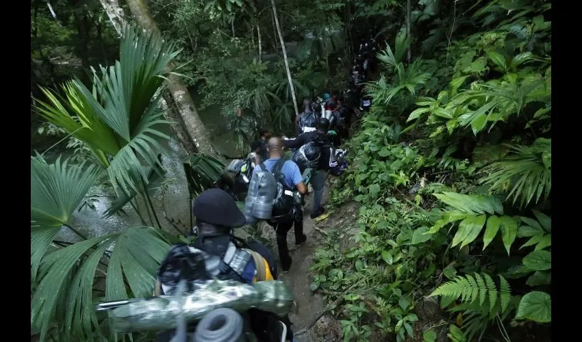 Diariamente hay el desplazamiento de migrantes en la selva de la provincia de Darién. Fotos: EFE