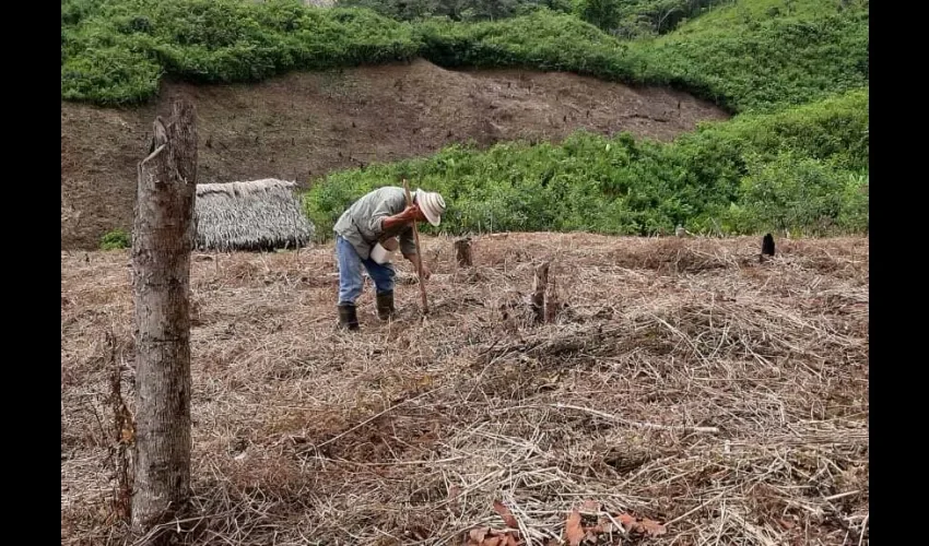 Foto ilustrativa de los campos. 