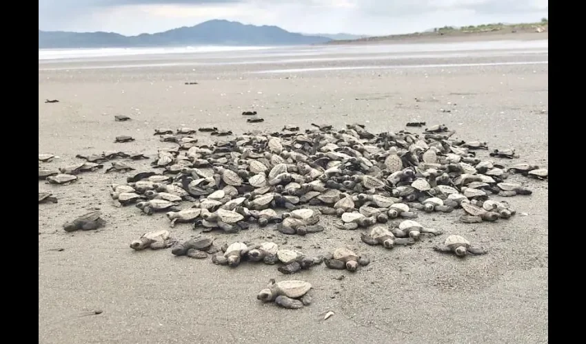 Foto ilustrativa de las tortugas. 