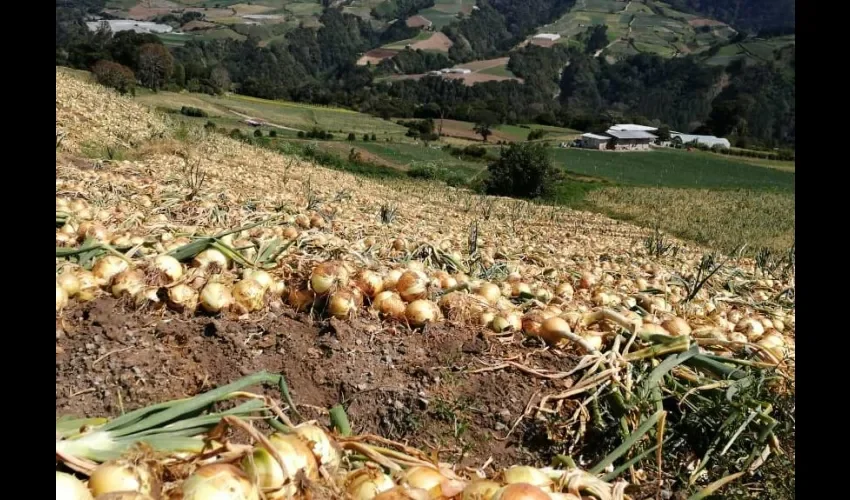 Foto ilustrativa de las cebollas. 