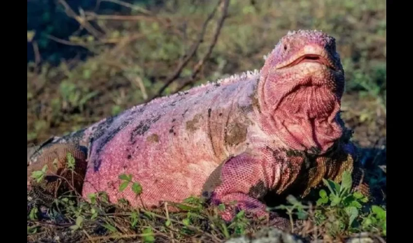 Foto ilustrativa de las iguanas. 