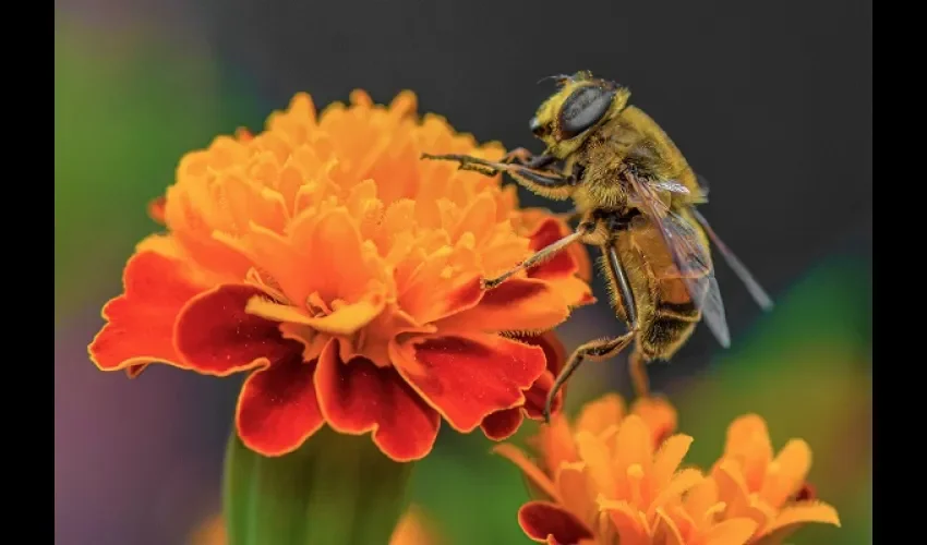Los olores fuertes y el ruido hacen que las abejas se tornen peligrosas.