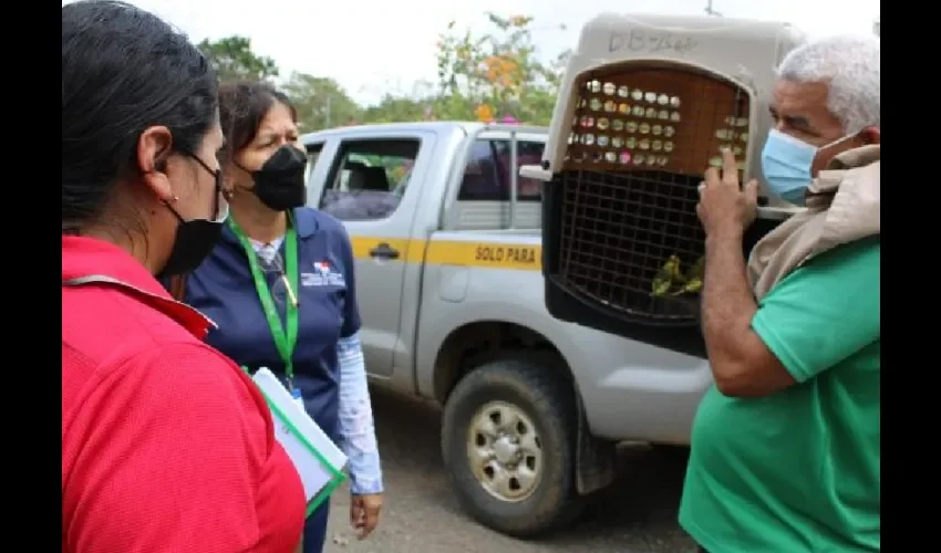 Foto ilustrativa de los animales. 