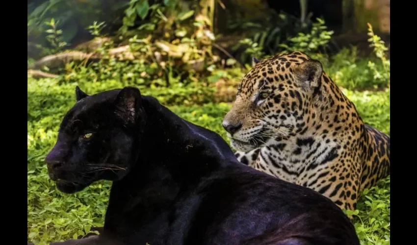 Entre los años 1989 y 2022 se ha contabilizado que han matado alrededor de 377 jaguares principalmente por el conflicto que existe entre humanos y jaguares.
