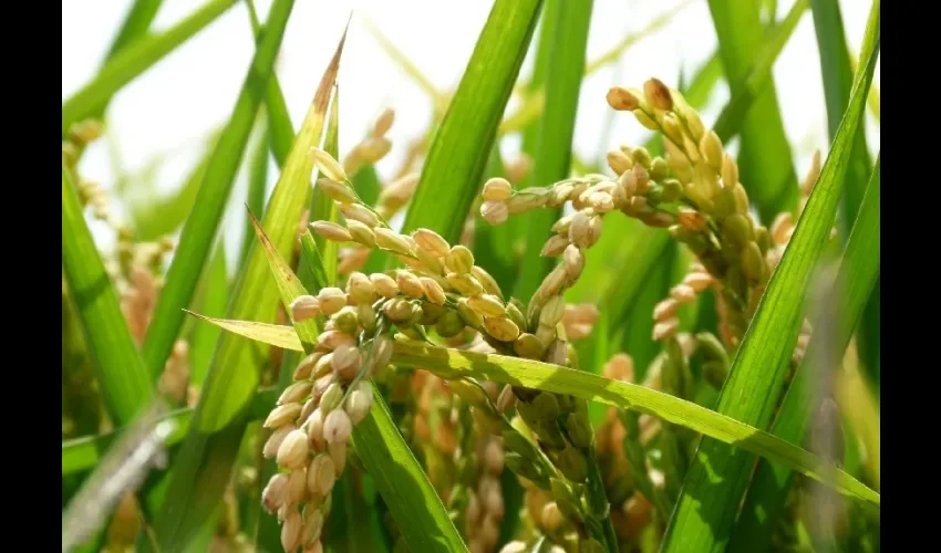 Foto ilustrativa del arroz.