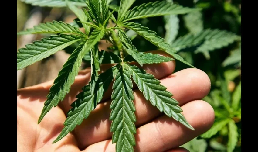 Foto ilustrativa de la planta. 