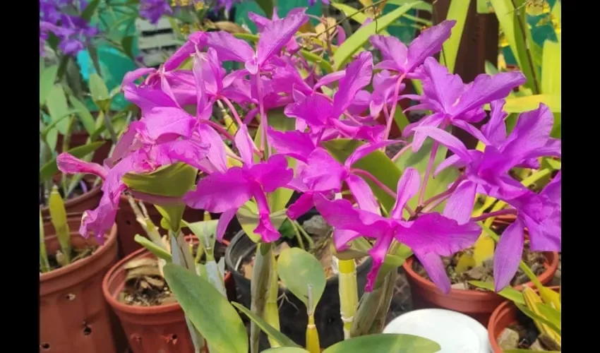 Foto ilustrativa de las orquídeas.