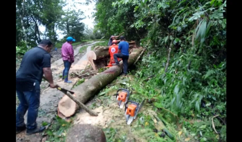 En El Valle de Antón se reportó la ácida de árboles que obstruyeron parcial y totalmente algunas carreteras.