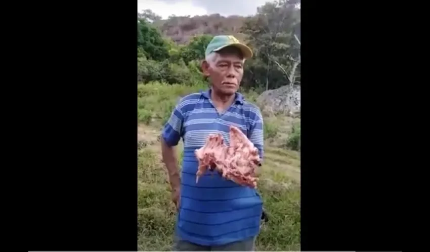  En Chitra algunas personas piensan que la presencia de los felinos se debe a la devastación de la selva virgen en otras parte de la provincia de Veraguas. 