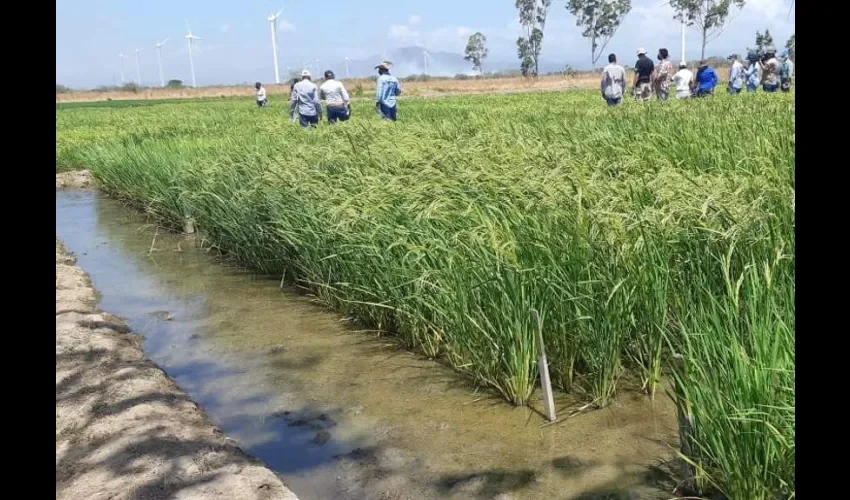 Luego de que la pandemia de COVID-19 frenara la recolecta de germoplasma la misma se retomó en el 2021, dijo Quirós, añadiendo que aún queda mucho trabajo de campo.