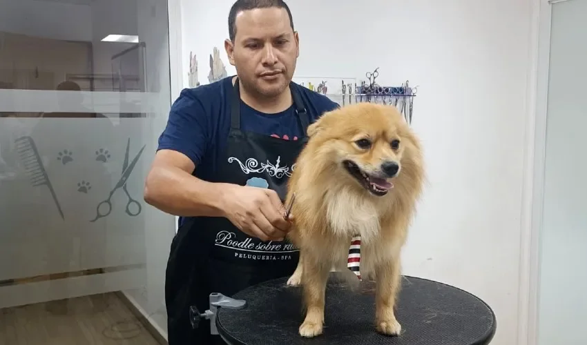 A los perros se les debe peinar en casa todos los días, según los peluqueros. Foto / Poodle Sobre Ruedas.