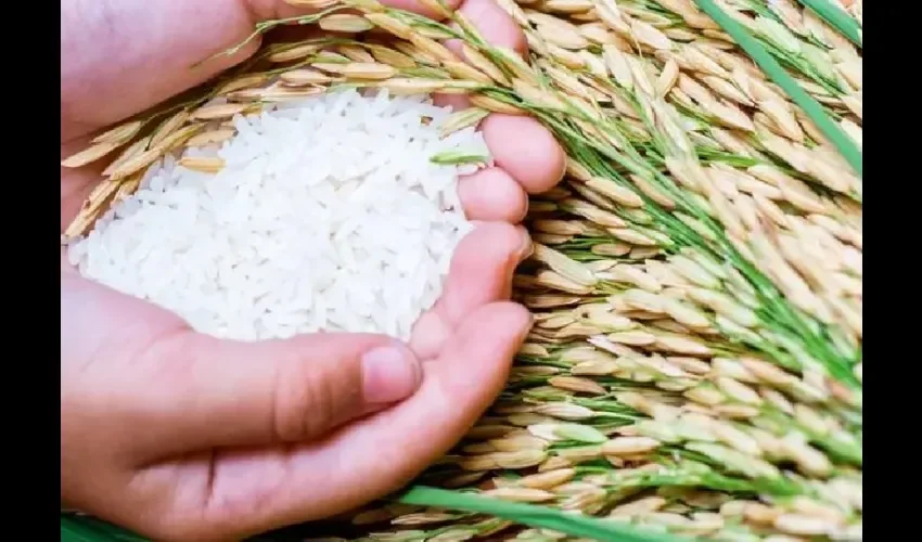 Foto ilustrativa del arroz. 