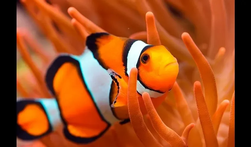 Su color lo hace uno de los peces más llamativos. 