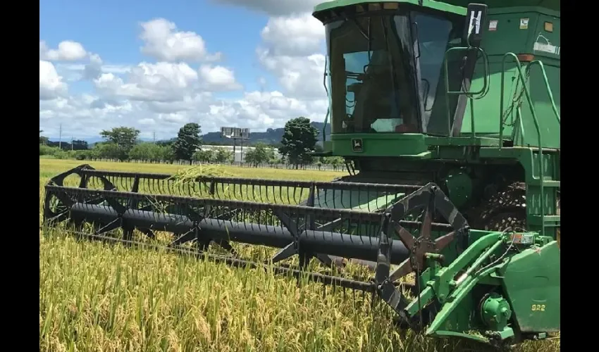 Vista de la cosecha de arroz. 