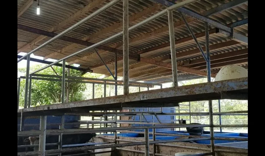 El matadero necesita mejoras. 