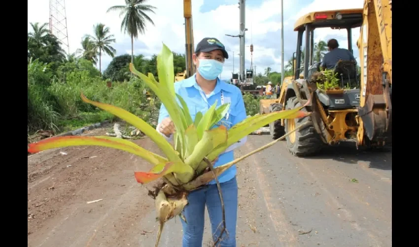 MiAmbiente realiza transplante de matas. 