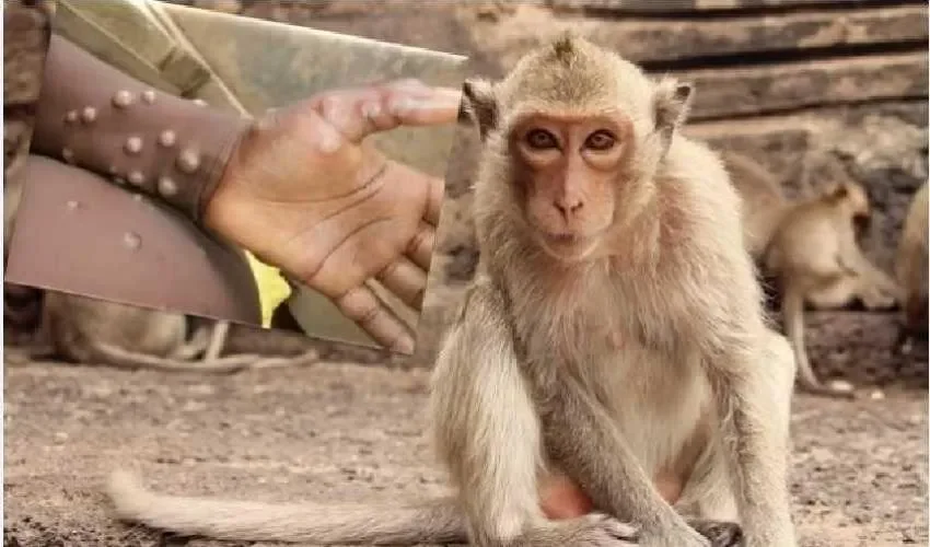 En Brasil enveneraron a monos. 