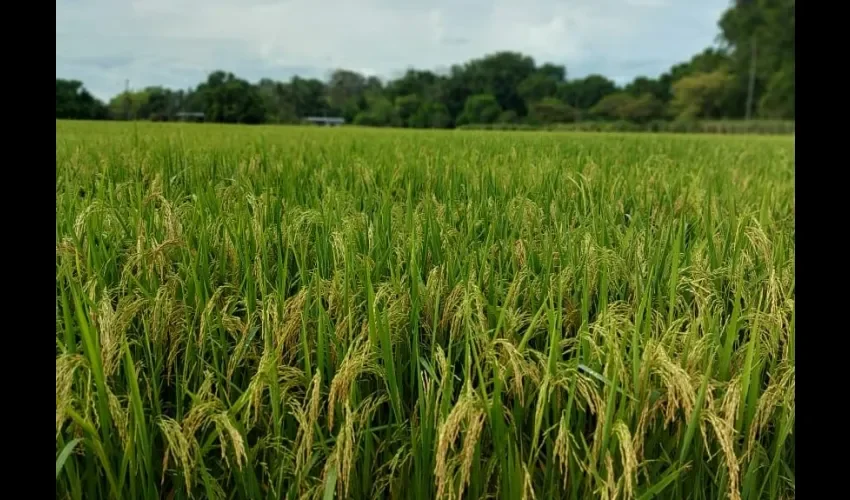 El arroz es inspeccionado por los productores. 