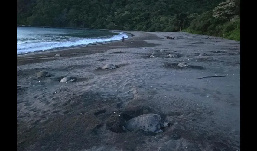 Vista de la playa donde anidan als tortugas. 