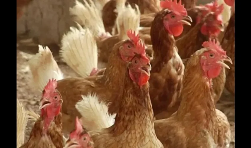 La influenza aviar puede afectar a todas las aves.