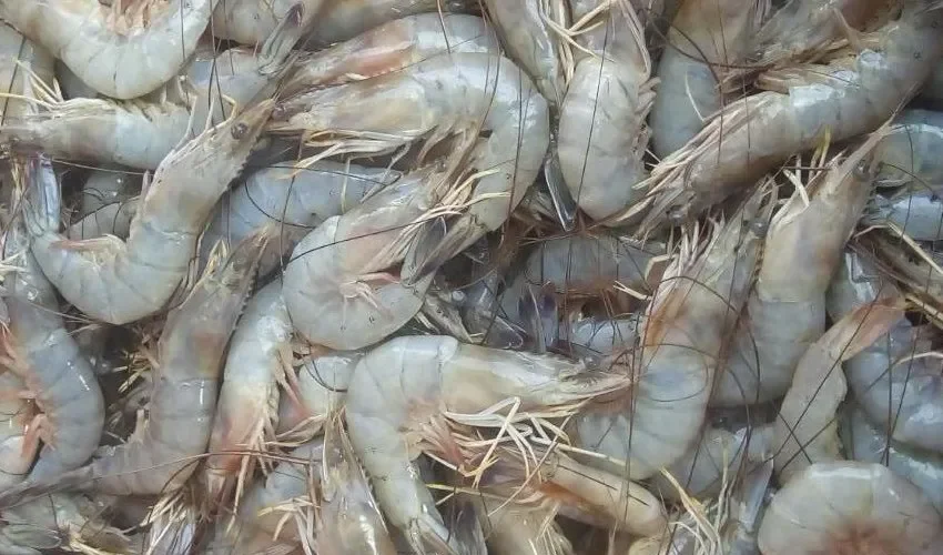 Los camarones son un plato muy buscado por los panameños. 