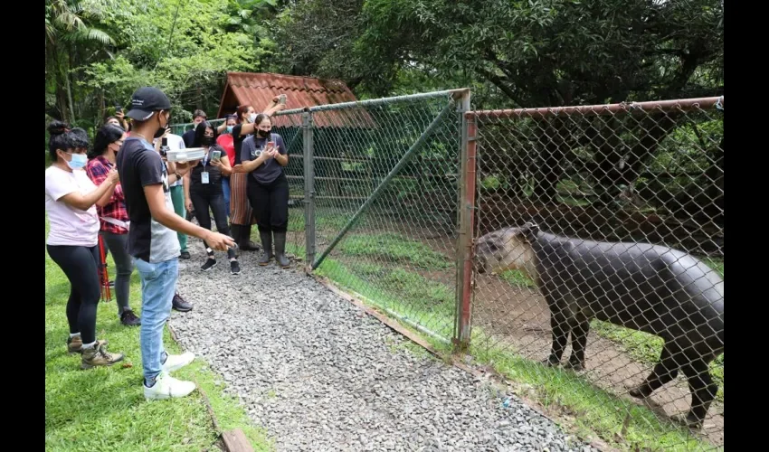 Vista de los animales en la zona. 