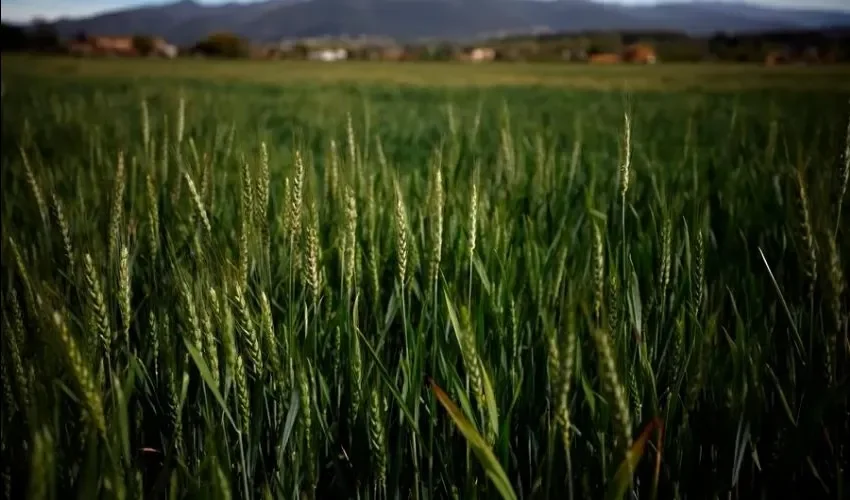 Vista de un cultivo de cebada, en una imagen de archivo. EFE/Alberto Estevez