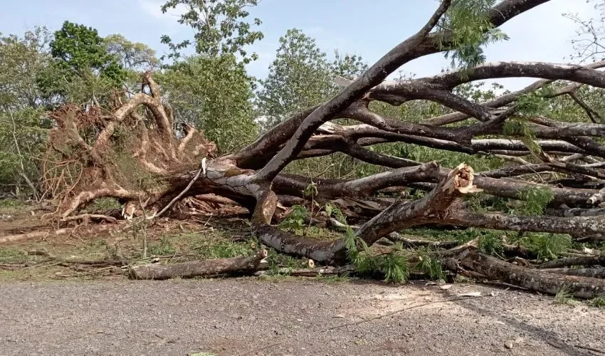 Algunos árboles fueron arrancados de la raíz. 