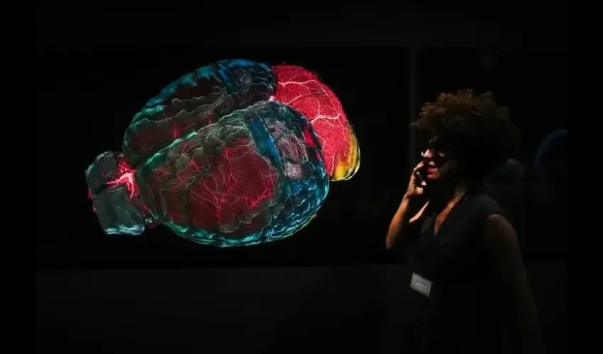 Una mujer visita este martes la muestra “Cerebro(s)” que se expone en el Centro de Cultura Contemporánea de Barcelona (CCCB). EFE/ Enric Fontcuberta