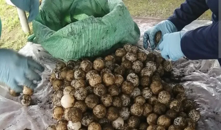 Los huevos fueron rescatados por las autoridades. 