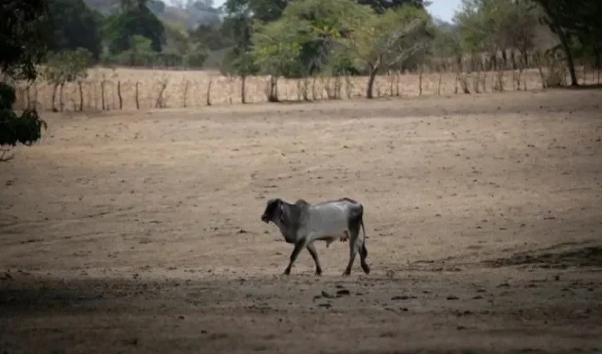 Fotografía de archivo fechada el 12 de mayo de 2023, que muestra a una vaca sobre un pastizal seco en la Península de Azuero (Panamá). EFE/ Bienvenido Velasco