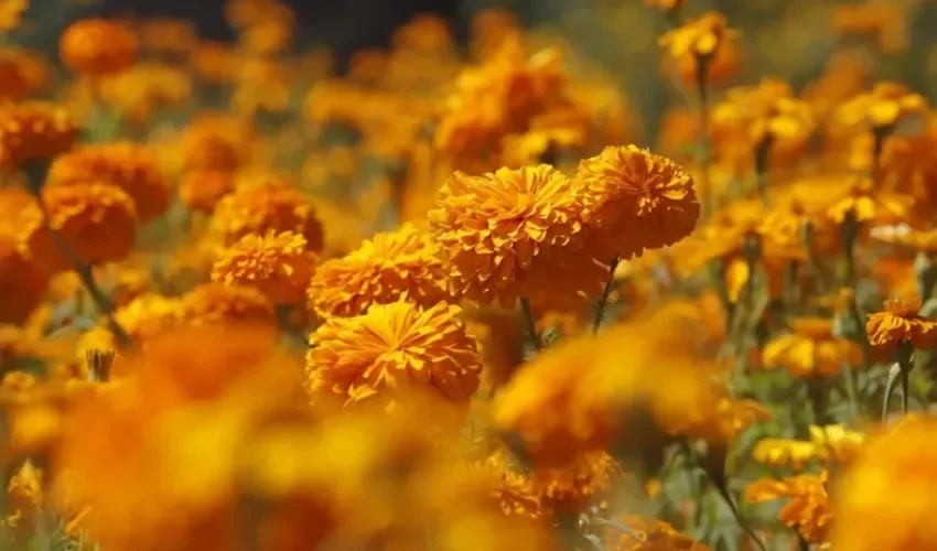 Agricultores cosechan flores de cempasúchil, este 31 de octubre de 2025, en Tenango del Valle, Estado de México (México). EFE/ Felipe Gutiérrez