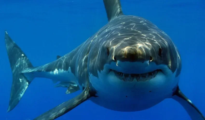 Foto: Redes sociales. 