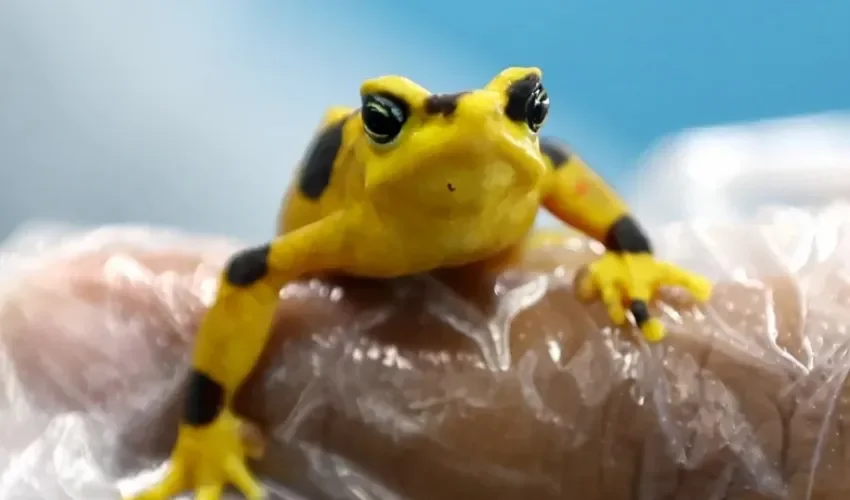 Fotografía del 13 de marzo de 2026, que muestra una rana dorada en el Instituto Smithsonian de Investigaciones Tropicales (STRI), en Gamboa, Ciudad de Panamá (Panamá). EFE/ Carlos Lemos