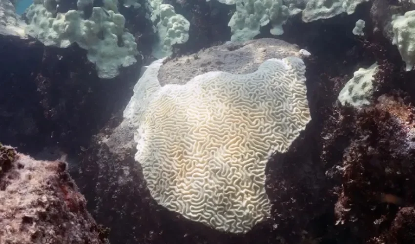 Fotografía del 2023 cedida por la Oficina Nacional de Administración Oceánica y Atmosférica (NOAA) que muestra el blanqueamiento de corales en Cheeca Rocks, en los Cayos de Florida (Estados Unidos). EFE/ Oficina Nacional de Administración Oceánica y Atmosférica