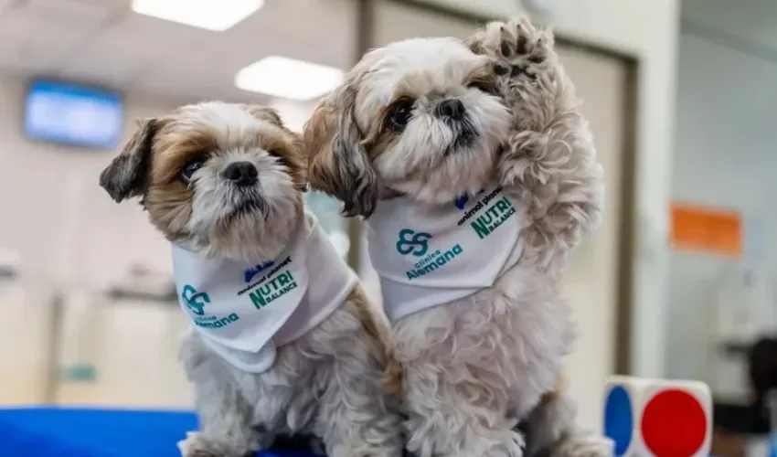 Los perritos 'dogtores' Bimba y Bartolo participan en una terapia el 26 de junio de 2026 en la Clínica Alemana en Santiago (Chile). EFE/ Javier Torres Lantadilla