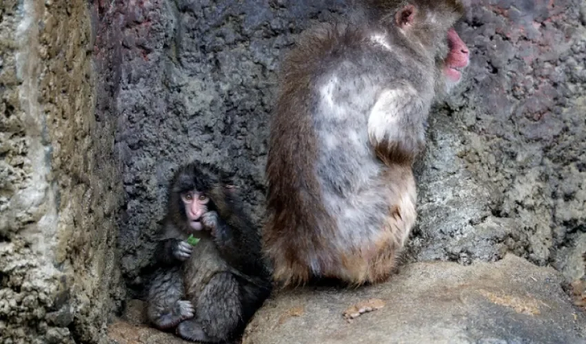 El macaco japonés Punch, que se viralizó por su peluche de consuelo tras ser rechazado por su madre, junto a un macaco adulto en una foto de archivo cuando tenía siete meses. EFE/EPA/FRANCK ROBICHON