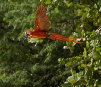 Guacamayas: inspirando películas y a los traficantes 