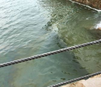 Rayas y medusas, las enemigas de los bañistas 