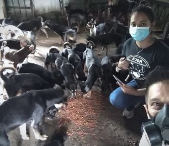 El suplicio de la acumulación de animales en Panamá 