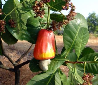 De lo común a lo especial: árboles de marañón resurgen como el ave fénix 