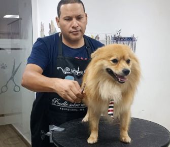 Mordidas y secreciones: el día a día de un peluquero canino 