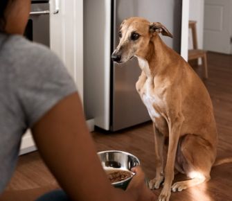 Aumento de precios llega hasta los alimentos para perros 