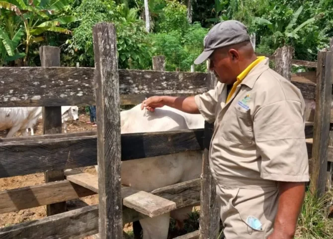  Implementan acciones de control y prevención tras caso de rabia en bovino en Colón 
