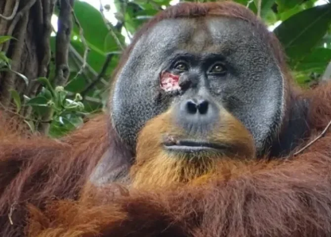  Fotografía del macho de orangután Rakus con una herida bajo el ojo. EFE/ Armas / Suaq Project 
