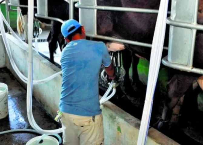  Productores reclaman medidas ante impacto económico por suspensión de compra de leche en Tonosí y Villa Lourdes 