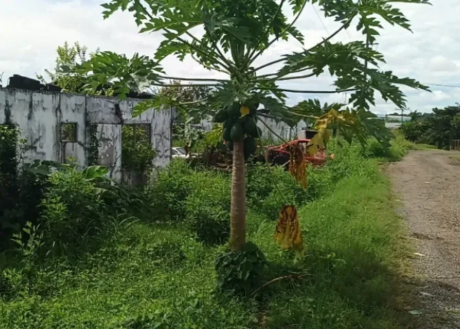  Vecinos de Las Palmeras denuncian casas abandonadas y terrenos llenos de plagas en Santiago 