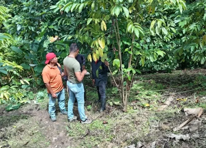  Realizan monitoreo de la plaga “broca del café” en tierras de Colón 